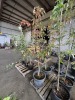 Semi Dwarf Kikisui Asian Pear Qty. 2 - 3