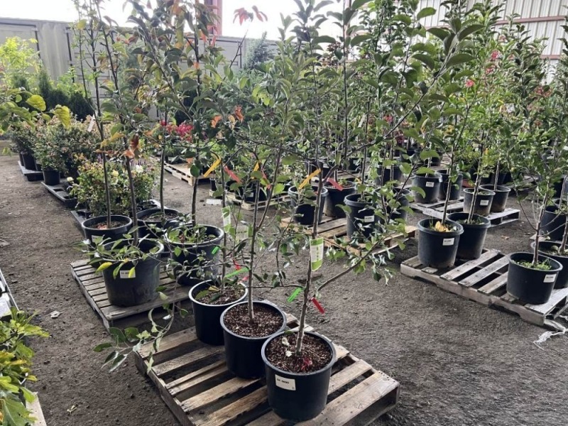 Combination Espalier Apple Trees Qty. 3