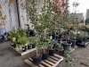 Combination Espalier Apple Trees Qty. 3 - 2