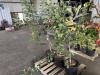 Combination Espalier Apple Trees Qty. 3 - 3