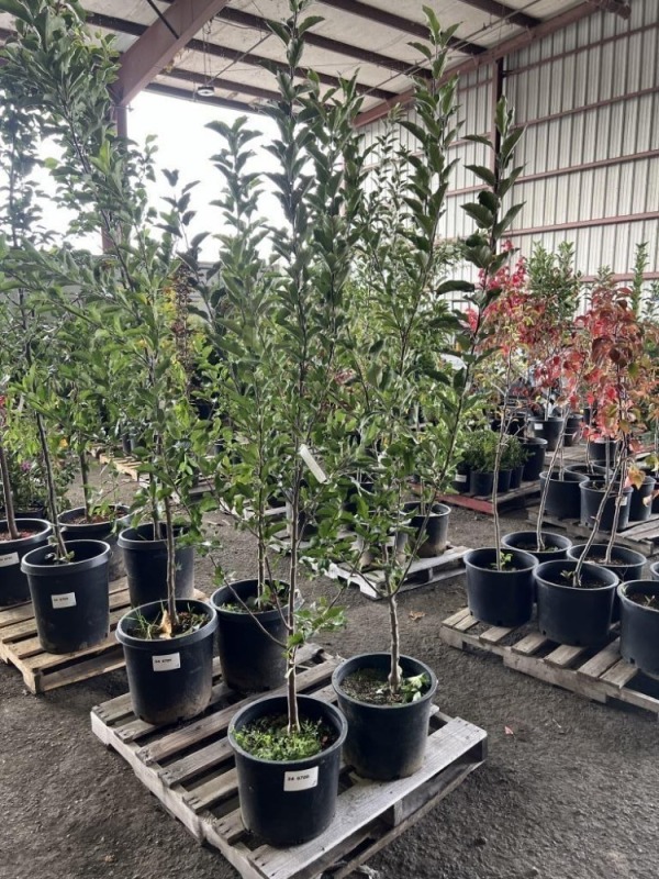 Semi Dwarf Melrose Apple Trees Qty. 2