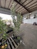 Semi Dwarf Melrose Apple Trees Qty. 2 - 2