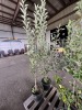 Semi Dwarf Melrose Apple Trees Qty. 2 - 3