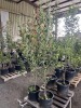 Semi Dwarf Melrose Apple Trees Qty. 2 - 4