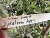 Semi Dwarf Melrose Apple Trees Qty. 2 - 5