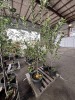 Semi Dwarf Yellow Delicious Apple Qty. 2 - 2