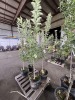 Semi Dwarf Yellow Delicious Apple Qty. 2 - 3