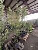 Semi Dwarf Yellow Delicious Apple Qty. 2 - 4