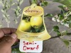 Semi Dwarf Yellow Delicious Apple Qty. 2 - 5
