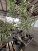 Chanticleer Flowering Pear Tree Qty. 2 - 2