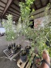 Chanticleer Flowering Pear Tree Qty. 2 - 3