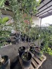 Chanticleer Flowering Pear Tree Qty. 2 - 4