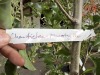 Chanticleer Flowering Pear Tree Qty. 2 - 5