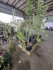 Snow Fountains Weeping Cherry Tree Qty 2 - 2