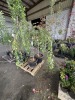 Snow Fountains Weeping Cherry Tree Qty 2 - 3