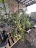 Snow Fountains Weeping Cherry Tree Qty 2 - 4