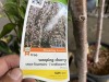 Snow Fountains Weeping Cherry Tree Qty 2 - 5