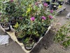 Lee's Dark Purple Rhododendron Qty. 8 - 2