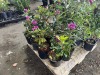 Lee's Dark Purple Rhododendron Qty. 8 - 3