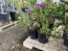 Lee's Dark Purple Rhododendron Qty. 8 - 4