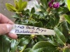 Lee's Dark Purple Rhododendron Qty. 8 - 5