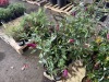 Miss Molly Butterfly Bush Qty. 12
