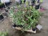 Miss Molly Butterfly Bush Qty. 12 - 2