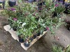 Miss Molly Butterfly Bush Qty. 12 - 3