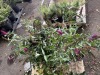 Miss Molly Butterfly Bush Qty. 12 - 4
