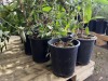Miss Molly Butterfly Bush Qty. 12 - 5
