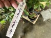 Miss Molly Butterfly Bush Qty. 12 - 6