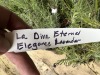 La Diva Eternal Elegence Lavender - 5