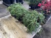 Sungold Fox Cypress Qty. 12