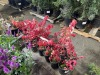 Burning Bush Qty. 12