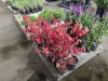Burning Bush Qty. 12 - 3