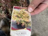 Cascade Sunburst Huckleberry - 5