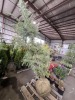 Kashmir Deodor Cedar - 2