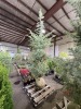 Kashmir Deodor Cedar - 3