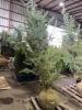 Kashmir Deodor Cedar - 2