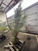 Kashmir Deodor Cedar - 4