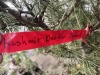 Kashmir Deodor Cedar - 5