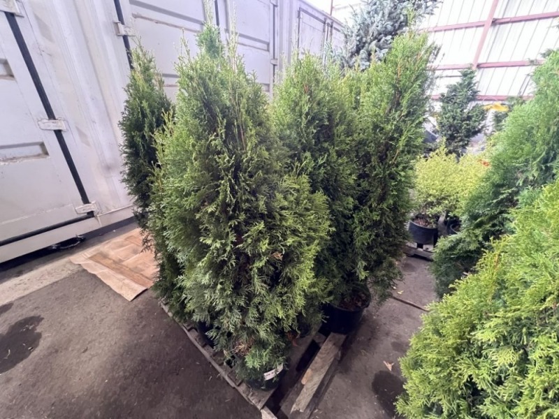 Emerald Green Arborvitae Qty. 10