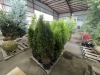Emerald Green Arborvitae Qty. 10 - 2