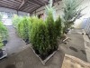 Emerald Green Arborvitae Qty. 10 - 3