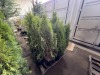 Emerald Green Arborvitae Qty. 10 - 4