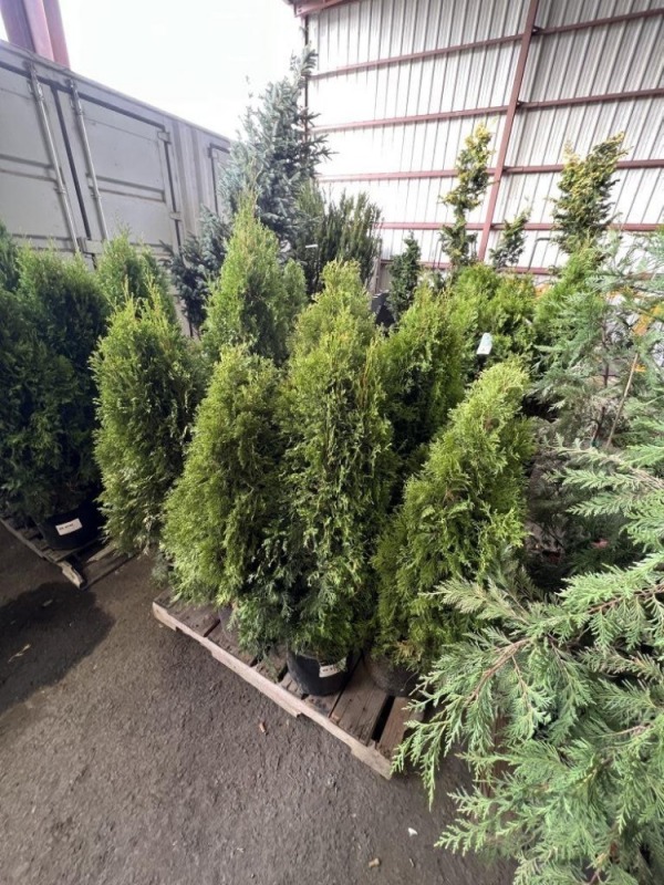 Emerald Green Arborvitae Qty. 10