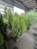 Emerald Green Arborvitae Qty. 10 - 2