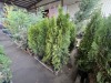 Emerald Green Arborvitae Qty. 10 - 3