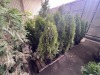 Emerald Green Arborvitae Qty. 10 - 4
