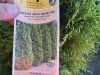 Emerald Green Arborvitae Qty. 10 - 5